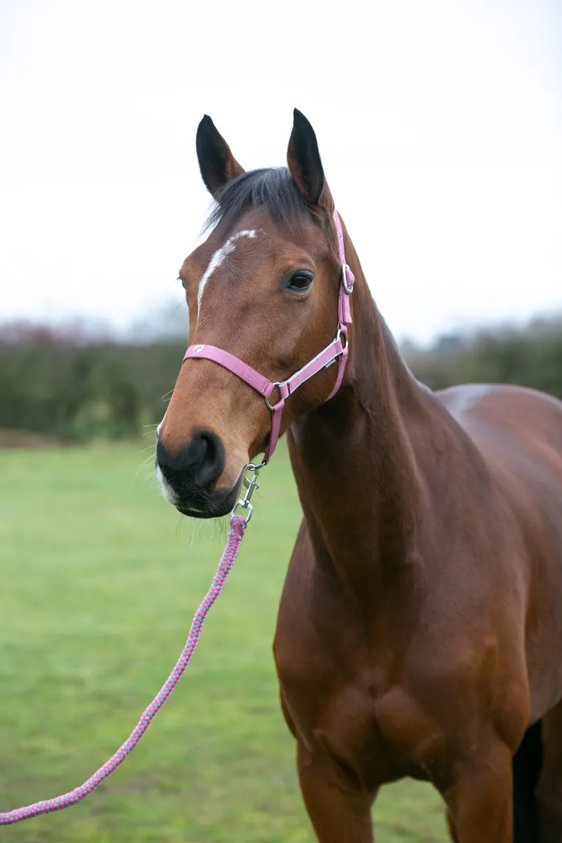 Hy Equestrian Synergy Head Collar and Lead Rope - Grape/Silver-3